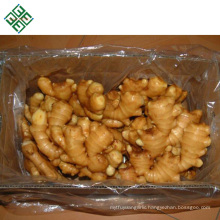 China fresh ginger export the world